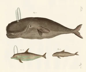 Tres tipos de ballenas